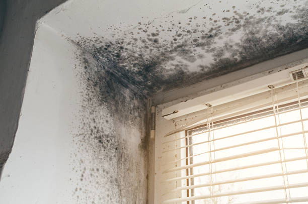 Affordable Hvac And Air Duct Mold Remediation solutions in Kensington, MD